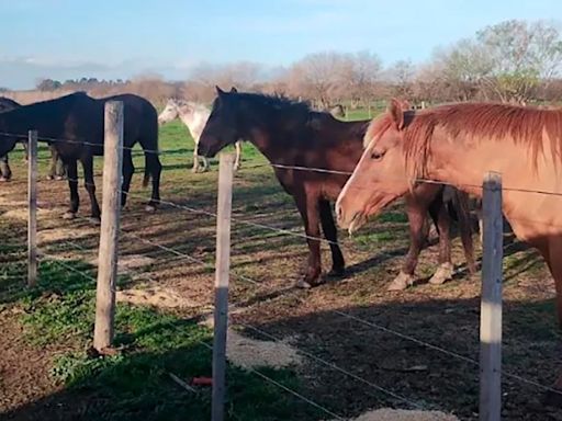 La historia de los caballos que fueron rescatados del maltrato animal y ahora esperan para ser adoptados