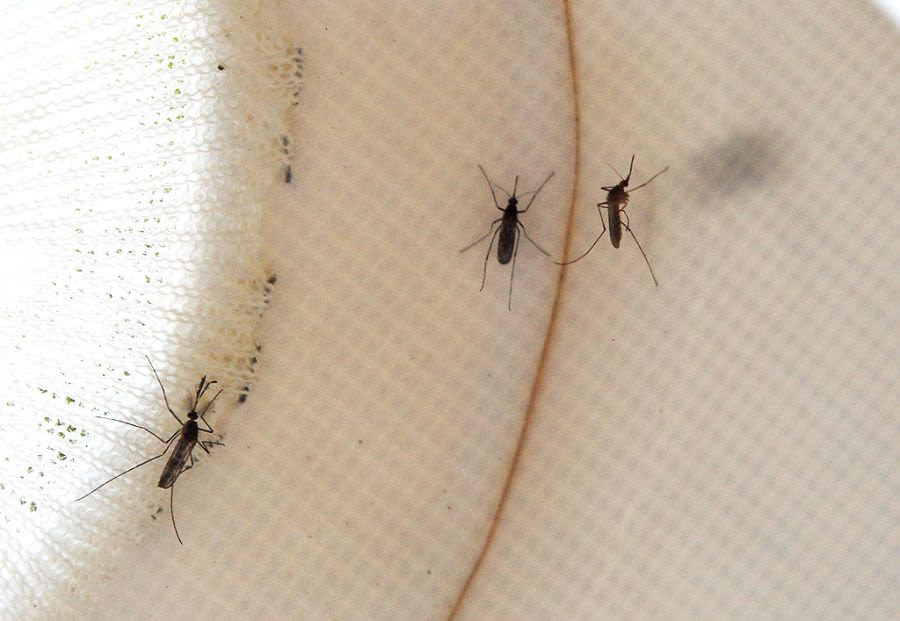 Louisiana mosquito season is here. How to protect yourself, your home