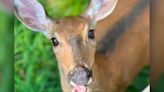 ‘Justice for Annie’ campaign launched after beloved deer shot dead by police