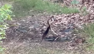 Watch video of two rattlesnakes fighting on a Massachusetts hiking trail