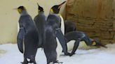 World’s oldest zoo welcomes twin king penguin chicks for first time