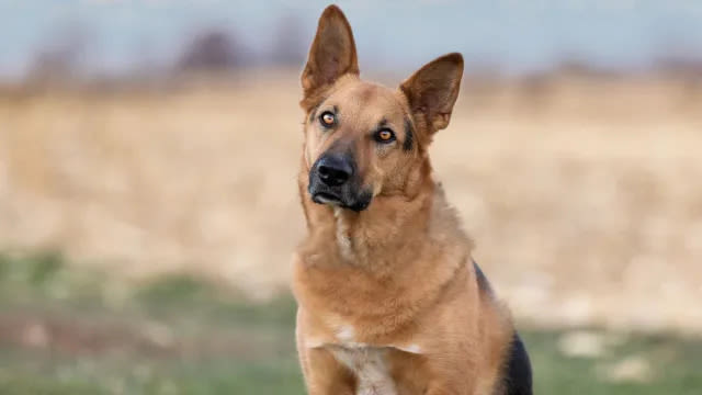 North Carolina Dog in Pen for 4 Years Finds Loving Home