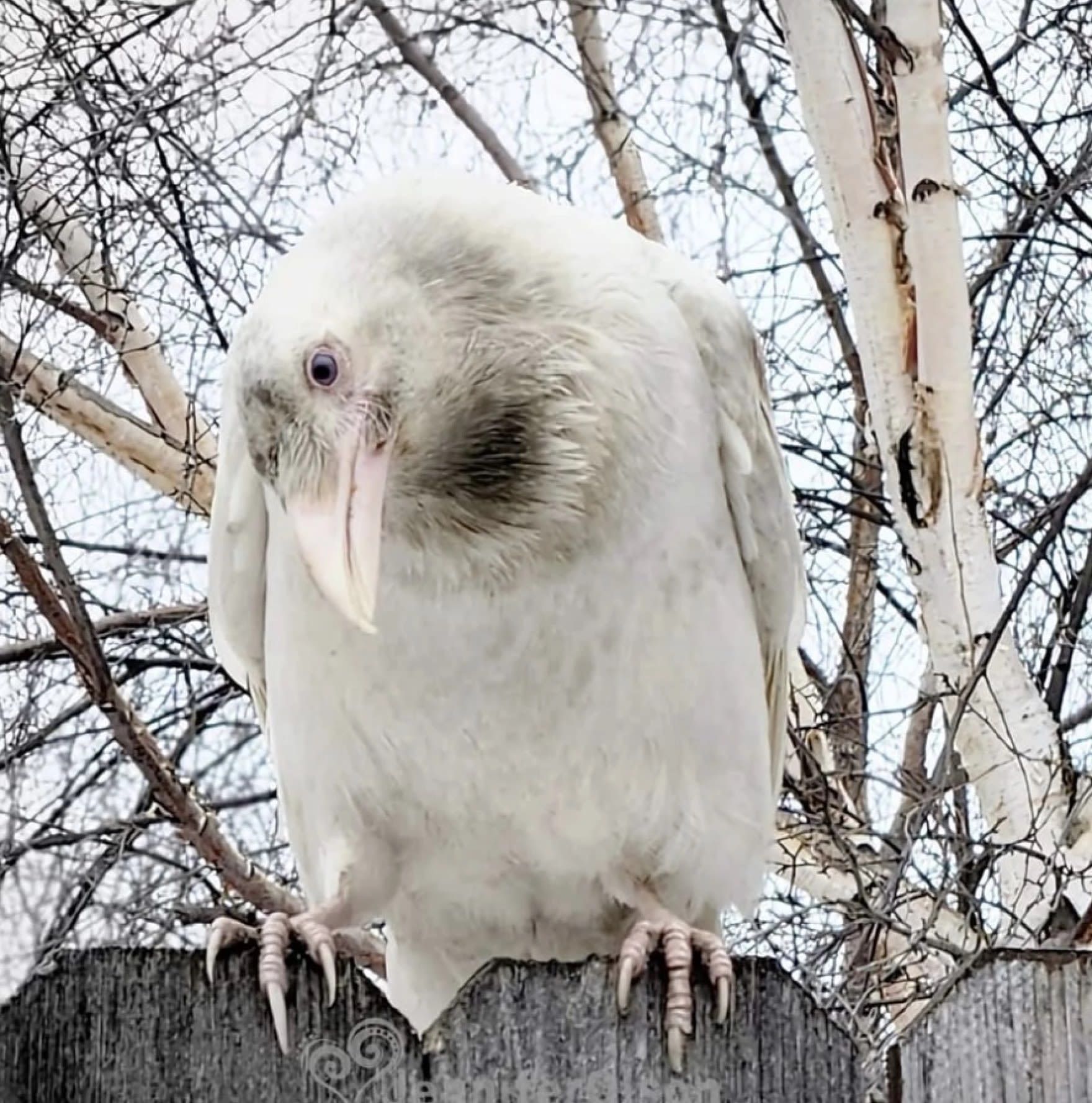 After winter of wonder, Anchorage's white raven takes flight