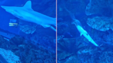 Video Captures Rare Birth Of Baby Shark Inside Dubai Mall Aquarium: ''Magical"