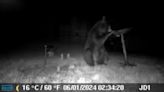 Camera catches young bear wandering through Charlotte backyard