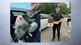 Critter defenders: ISP K-9 rescues abandoned kittens; trooper saves injured owl from I-94