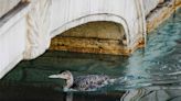 A Rare Yellow-Billed Loon Was Rescued From the Bellagio Fountain Show in Vegas This Week