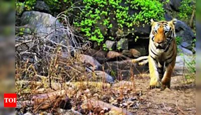 Efforts for Tiger Conservation at Barnawapara Sanctuary | Raipur News - Times of India