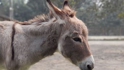 Lost Donkey Seen Living With Elk Herd 5 Years Later: 'Living His Best Life'