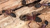 Don't Ever Ignore These 6 Signs of Carpenter Ants in the House—Here's Why