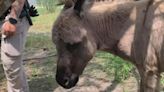 Are you missing a donkey? | Bee County Sheriff's Office capture donkey, looking for owner