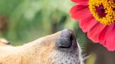 These common Mother's Day plants can poison your pets: Here's what to avoid