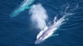 Sommes-nous sur le point de parler avec les baleines ?