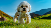 Funny Shih-Tzu Poodle Mix Refuses to Do His Business Unless the Door Is Closed