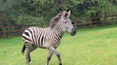 Zebras on the loose in North Bend