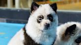 Chinese zoo admits to painting dogs to look like pandas since it lacked real thing