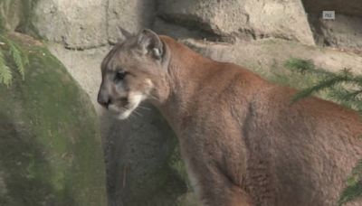Mountain lion sighting reported in central Roseville