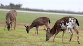 Deer with 'rare' genetic mutation photographed in Oregon: See pics here