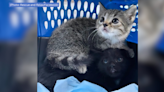 More kittens and another mama cat rescued at Kennywood