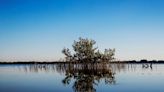 Guest opinion: Mangroves offer natural protection against powerful storms