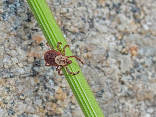 A CT resident got Rocky Mountain spotted fever. Here’s what to know about the rare tick disease.