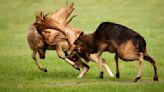 Phoenix Park deers’ behaviour ‘altered by people feeding them chocolate and crisps’