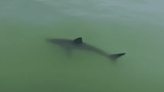 Look: Great White Shark Swimming Extremely Close to Shore in Santa Cruz