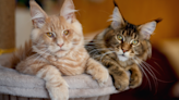 Video of Maine Coon Cats Playing in Slow Motion Shows How Majestic They Are