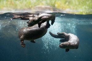 See the river otter pups at Woodland Park Zoo
