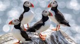 Puffin population declared ‘stable’ on Farne Islands after bird flu outbreak