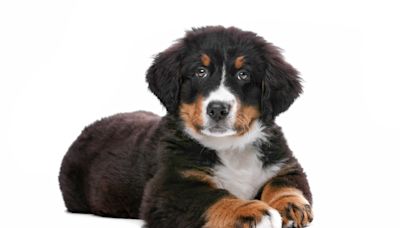 Bernese Mountain Dog Turns on the Charm and Makes a New Bestie at Puppy Playtime