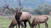Pa. elk experts highlight what you need to know about hunting these large deer