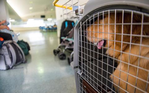 CDC loosens rabies-prevention rules for bringing dogs into the US