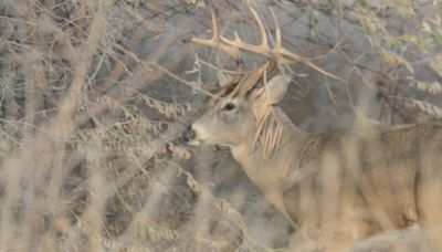 DNR deer specialist gives insight on hunting season forecast