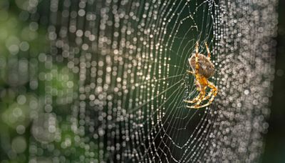 Spiders in your garden could be natural solution to hay fever symptoms