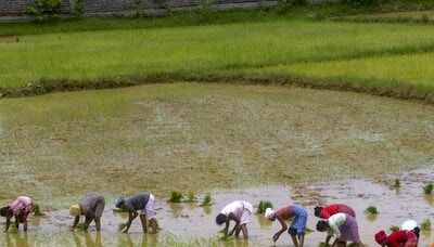 86% of Jharkhand's paddy cultivation land unused due to scanty rainfall