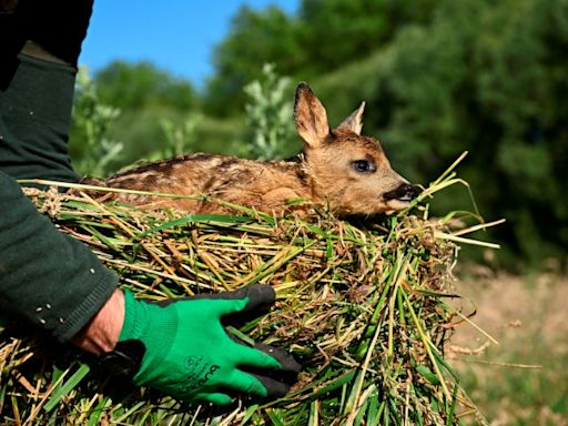 "Salvar a Bambi", una campaña en Bélgica para rescatar cervatillos