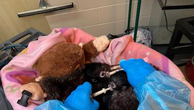 El Paso Zoo saves smuggled spider monkeys