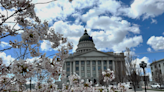 What is the history behind the Utah State Capitol cherry blossoms?