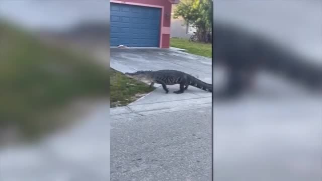 ‘That thing was huge’: Massive gator stuns, frightens residents of neighborhood near Fort Myers - WSVN 7News | Miami News, Weather, Sports | Fort Lauderdale