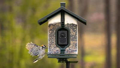 This High-Tech Bird Feeder Is The Perfect Gift For Traveling Birdwatchers