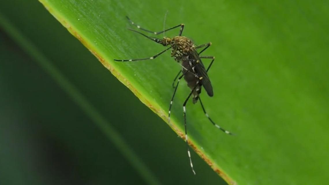 Second Travis County mosquito pool tests positive for West Nile virus