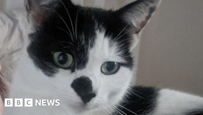 Oakham: Ivy the missing cat reunited with family after three years
