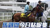 馬觀微全日心水│「鐵金剛」可啟勝門