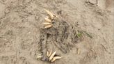 Coastguard warns dog owners over ‘poisonous parsnips’ washing ashore