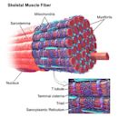 Skeletal muscle