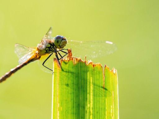 Dragonflies thriving at newest nature 'hotspot'