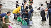 中興湖抽乾「撈上300生物」藏長絲巨鯰 大量外來種震驚日本人