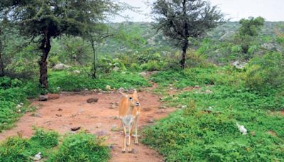 1 year on, FSI yet to release the crucial State of Forest report