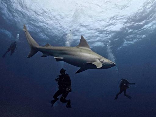 全球首見！鯊魚體內驗出古柯鹼 人類害的